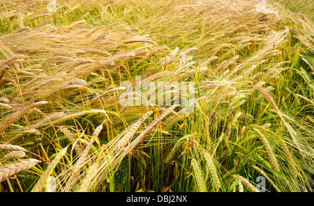 Gerste, die Reifung in der Sommersonne Stockfoto