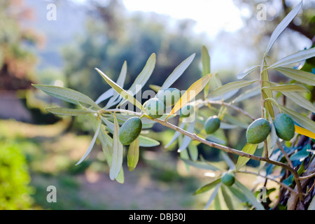 Reife grüne Oliven auf einem Ast in einem Wäldchen Stockfoto