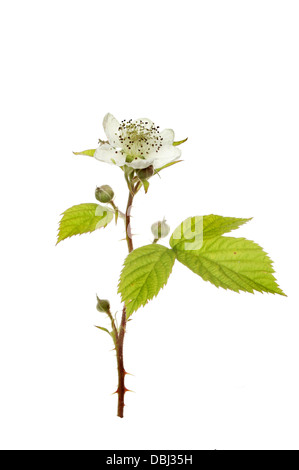 BlackBerry Busch Blume (Rubus Fruticosa), Knospen und Laub isoliert gegen weiß Stockfoto