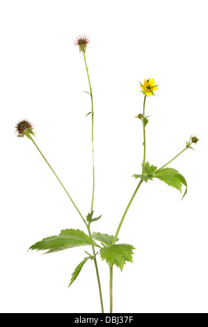 Holz Avens, Geum Urbanum oder Herb Bennet Pflanzen, Blumen, Blätter und Samen Leiter isoliert gegen weiß Stockfoto