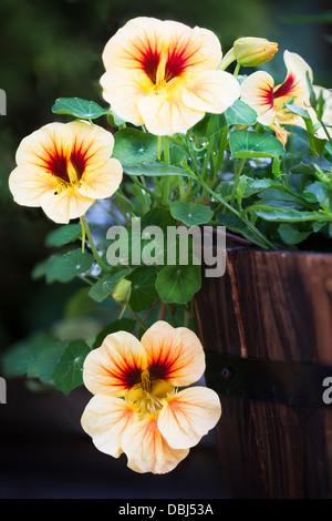 Kapuzinerkresse blüht im Holzfass. Stockfoto