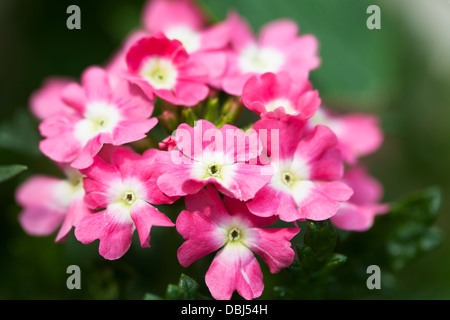 Nahaufnahme von rosa Verbene Blütenstand Stockfoto