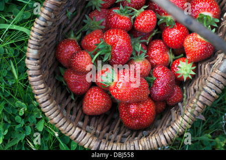 Frische Erdbeeren geerntet nur im Korb. Stockfoto