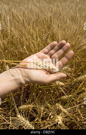 Ähren in der Hand. Ernte-Konzept Stockfoto