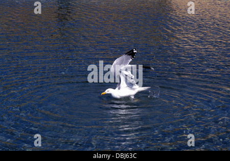Möwe im Wasser Stockfoto