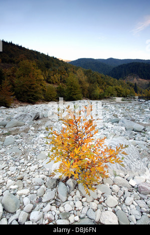 Ausgetrocknetes Flussbett mit Steinen Stockfoto