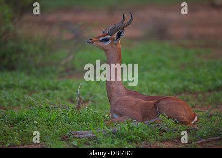 Porträt einer Gerenuk (Litocranius Walleri). Auch bekannt als Wallers Gazelle. Selenkay Conservancy. Kenia, Afrika. Stockfoto