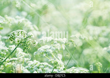 Weiße Wilde Möhre Blumen (Queen Annes Spitze) in einer üppigen grünen Sommerwiese mit Sonnenlicht und flachen Fokus Stockfoto