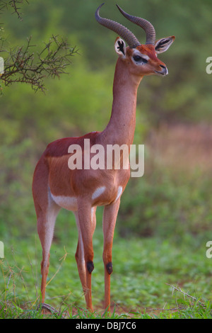 Porträt einer Gerenuk (Litocranius Walleri). Auch bekannt als Wallers Gazelle. Selenkay Conservancy. Kenia, Afrika. Stockfoto