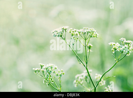 Weiße Wilde Möhre Blumen (Queen Annes Spitze) in einer üppigen grünen Sommerwiese mit Sonnenlicht und flachen Fokus Stockfoto