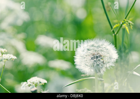 Frühling weiße Löwenzahn in einer sonnigen grünen Wilde Möhre Blumenwiese (Queen Annes Spitze) mit flachen Fokus Stockfoto