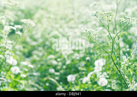 Weiße Wilde Möhre Blumen (Queen Annes Spitze) in einer üppigen grünen Sommerwiese mit Sonnenlicht und flachen Fokus Stockfoto