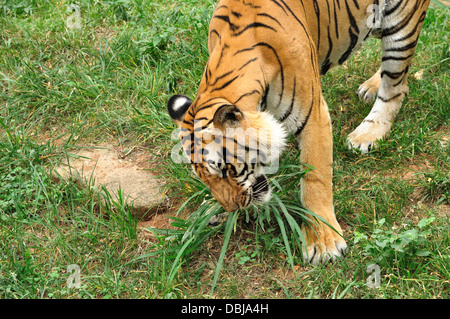 Bengal Tiger Stockfoto