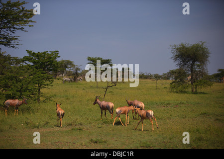 Topi (Damaliscus Korrigum) in Ol Kinyei Conservancy Weiden. Kenia, Afrika. Stockfoto