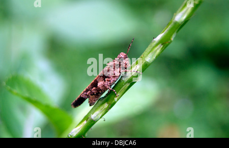 Biodiversität der Western Ghats Indien Vielzahl Locust Grasshopper Modell Insekt Klettern am Pflanzenstängel Stockfoto