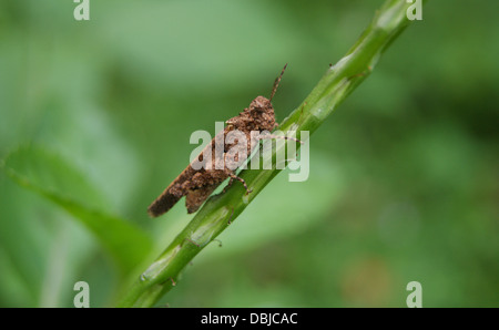 Biologische Vielfalt Vielfalt Insekt in pflanzlichen Stammzellen Westghats Indien Stockfoto