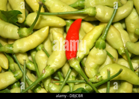 Capsicum Annuum gereift Red hot Chili-Pfeffer unter grünen Chilischoten Stockfoto