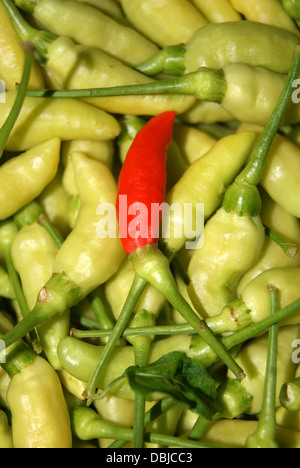 Red Chili Pfeffer unter grünen Chilis Reifen Stockfoto