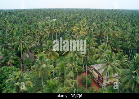 Kerala das Hause Land der Kokosnuss Bäumen Luftbild Landschaft Indien Stockfoto