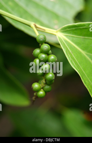 Grüner Pfeffer (Piper Nigrum) in Paprika Pflanze Stockfoto