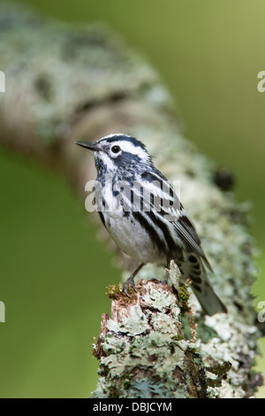 Schwarz / weiß Warbler hocken auf Flechten bedeckt Log - vertikal Stockfoto