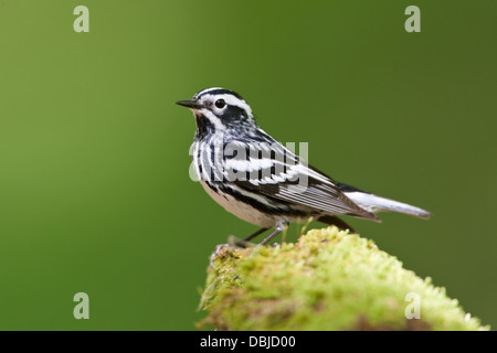 Schwarz / weiß Warbler hocken auf bemoosten Log Stockfoto