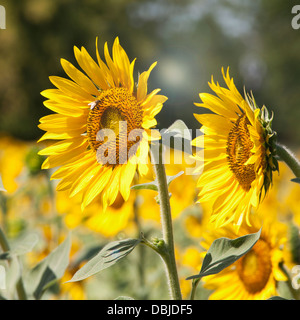 Zwei Sonnenblumen in einem Feld von Sonnenblumen Stockfoto