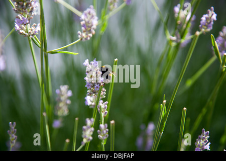 Biene auf Lavendel Stamm Stockfoto