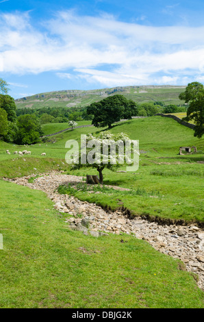 Ansicht des Wensleydale im Sommer Stockfoto