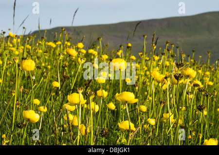 Globus-Blumen auf nationale Natur-Rerserve Ingleborough Stockfoto