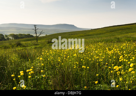 Kugel-Blumen - Europaeus Trollblume - Blüte auf Ingleborough mit Pen-y-Gent darüber hinaus. Stockfoto