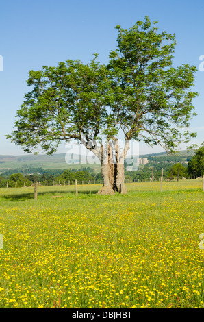 Ansicht des Wensleydale im Sommer Stockfoto