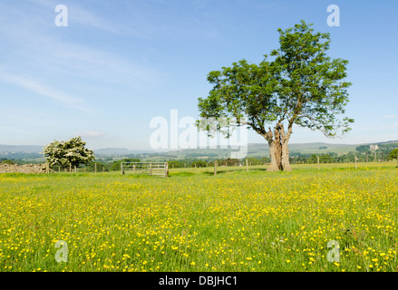 Ansicht des Wensleydale im Sommer Stockfoto