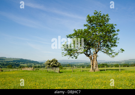 Ansicht des Wensleydale im Sommer Stockfoto