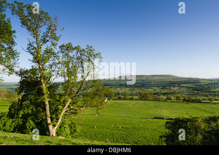 Ansicht des Wensleydale im Sommer Stockfoto