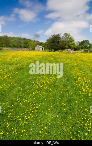 Ansicht des Wensleydale im Sommer Stockfoto