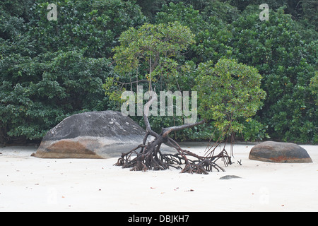 Mangrovenwald auf Ko Surin Island. Thailand. Stockfoto