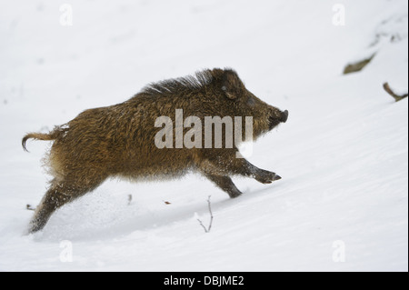 Auf der Flucht Wildschwein im Winter, Sus Scrofa, Niedersachsen, Deutschland, Europa Stockfoto