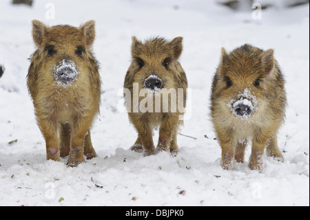 Junge wilde Eber im Schnee, Sus Scrofa, Niedersachsen, Deutschland, Europa Stockfoto