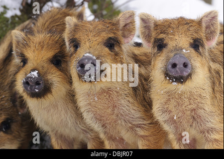 Junge wilde Eber im Schnee, Sus Scrofa, Niedersachsen, Deutschland, Europa Stockfoto