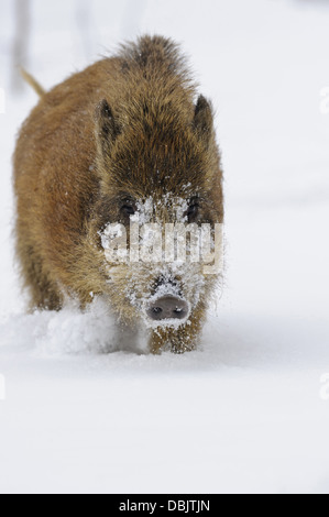 Wildschweine im Schnee, Sus Scrofa, Niedersachsen, Deutschland, Europa Stockfoto