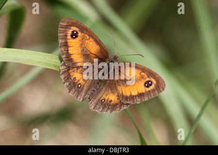 Gatekeeper oder Hecke braun Schmetterling (Pyronia Tithonus) posiert mit offenen Flügeln auf einem Blatt und in der Wiese (7 Bilder in Serie) Stockfoto