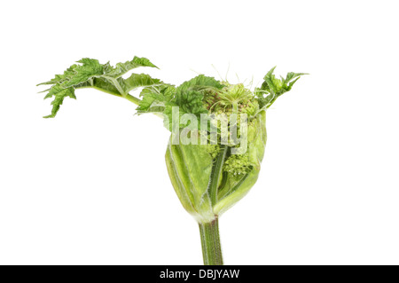 Entwicklung von Blätter und Blütenknospen eine Kuh Petersilie, Anthriscus Sylvestris, Pflanze isoliert gegen weiß Stockfoto