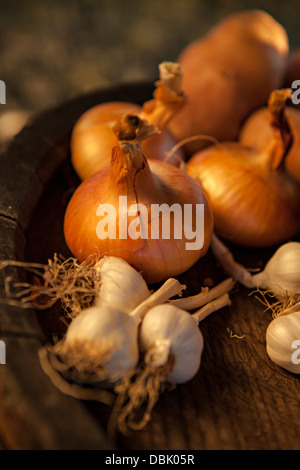 Frischer Knoblauch und Zwiebeln, Kroatien, Slawonien, Europa Stockfoto