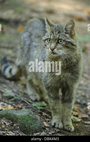 Wildkatze, Felis Silvestris, Bayerischer Wald, Bayern, Deutschland, Europa Stockfoto