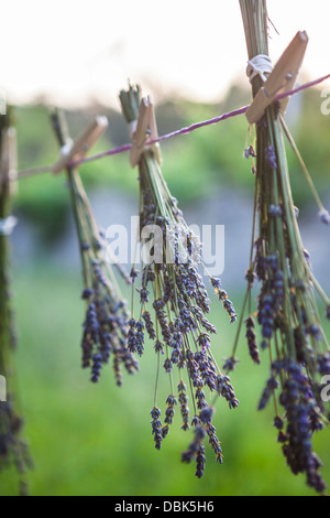 Lavendel Trauben trocknen In der Sonne, Kroatien, Dalmatien, Europa Stockfoto