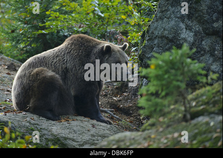 Brauner Bär, Ursus Arctos, Bayerischer Wald, Bayern, Deutschland, Europa Stockfoto