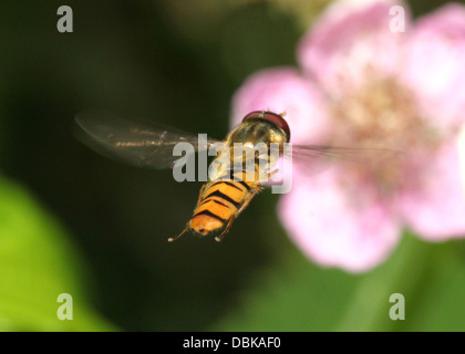 Marmelade Hoverfly (Episyrphus Balteatus) schwebt im Flug Stockfoto