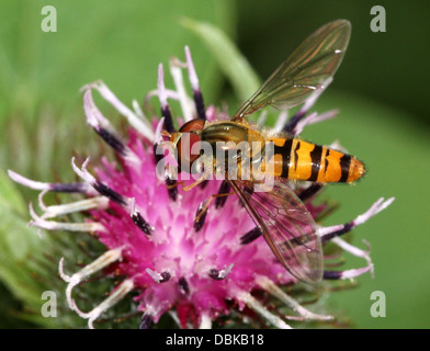 Marmelade Hoverfly (Episyrphus Balteatus) auf Nahrungssuche auf einer Blume Stockfoto