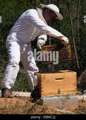 Imker im Schutzanzug Bienenstock um Honig zu sammeln Brut Rahmen entfernen Stockfoto